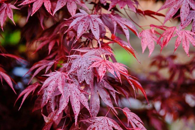 Fornitura per ristoranti